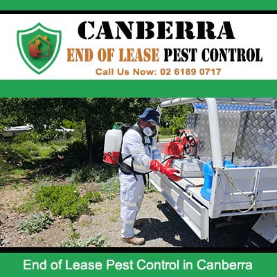 Pest control technician preparing equipment for end of lease treatment in Canberra